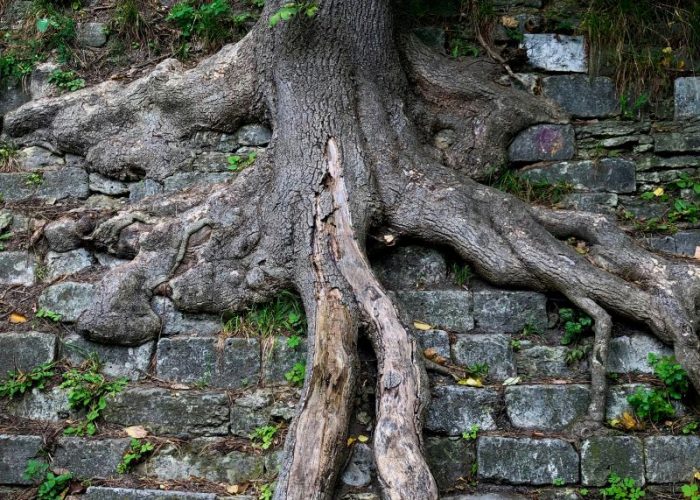 Mature tree emerging through a damaged brick wall, suggesting absent or insufficient AIA assessment.