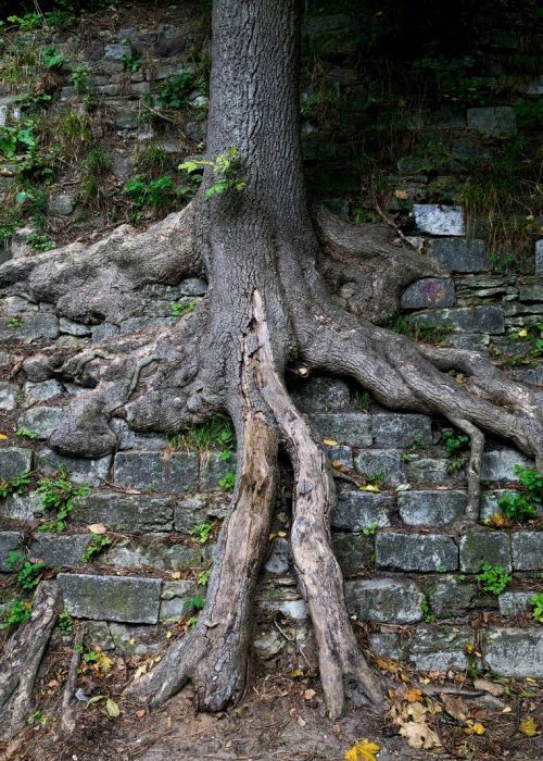 Tree Damage Surveys & Reports | ProHort