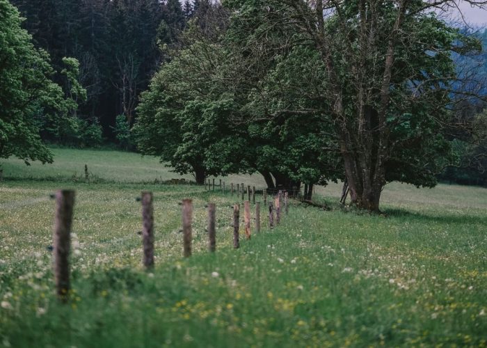 Trees and a boundary fence in an open field, showing basic site features relevant to a Biodiversity Net Gain screening assessment.