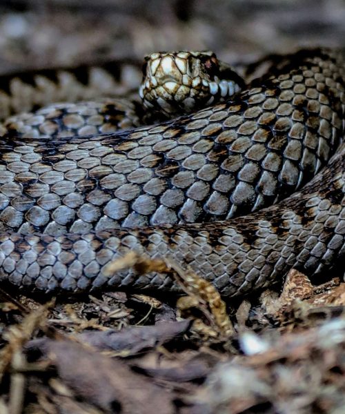 Adder (Vipera Berus)