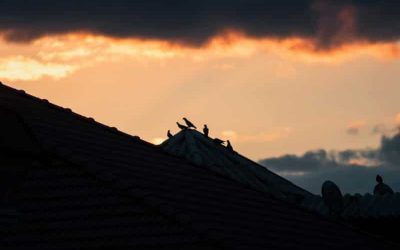 A sun set with an outline of birds