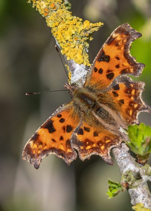 comma-butterfly-scaled.jpg