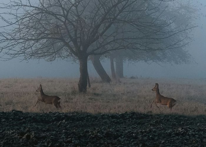 Deer running through foggy woodland, indicating general species activity relevant to a Species Assessment Report.