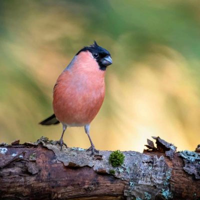 bird surveys