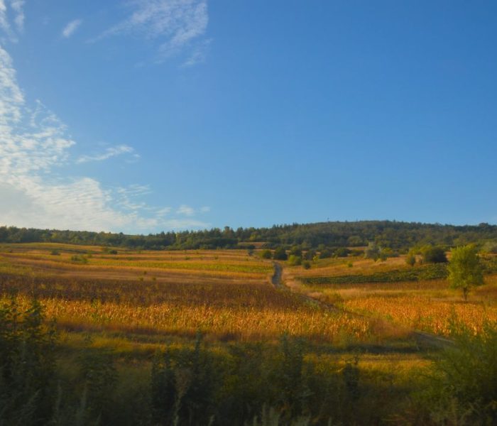Varied habitat landscape either BNG potential or off site credits use
