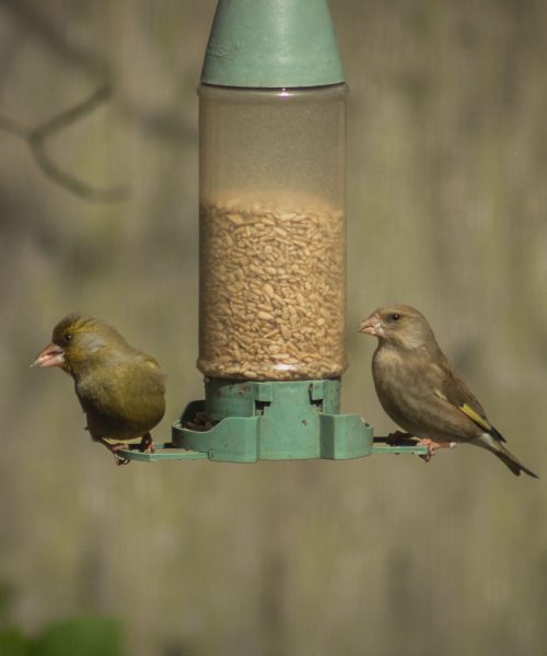 birds on bird feeder