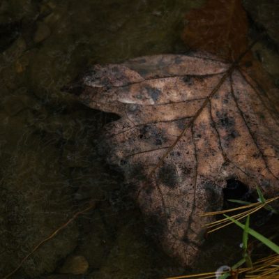 Phytophthora Testing