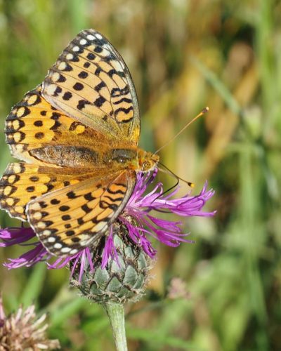 high brown fritillary butterfly for sAP