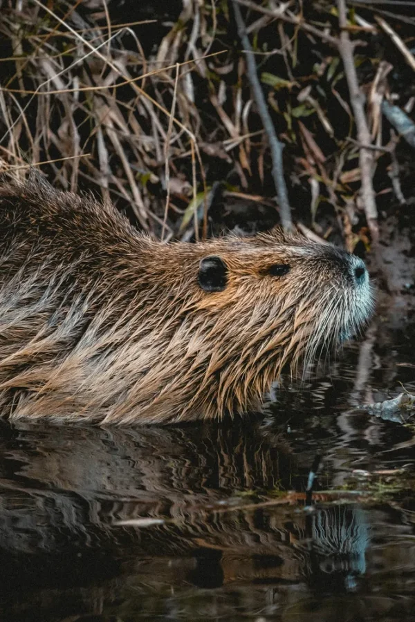 Eurasian beaver standing in shallow water beside a vegetated riverbank.