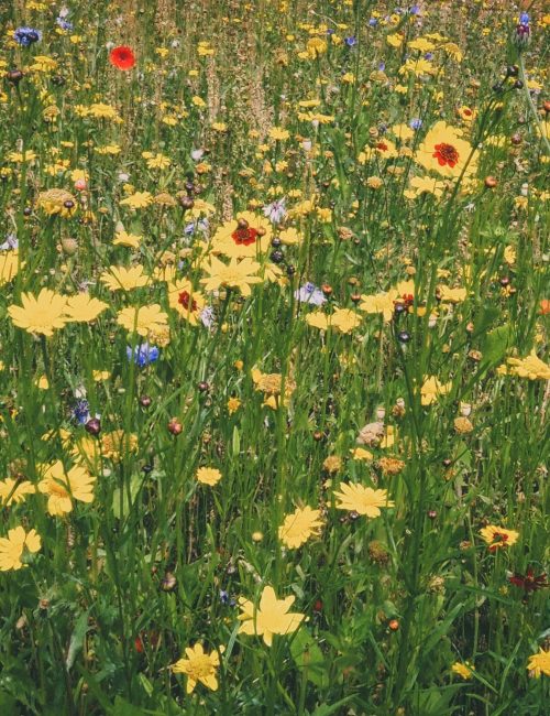 yellow petaled flowers growing in meadow