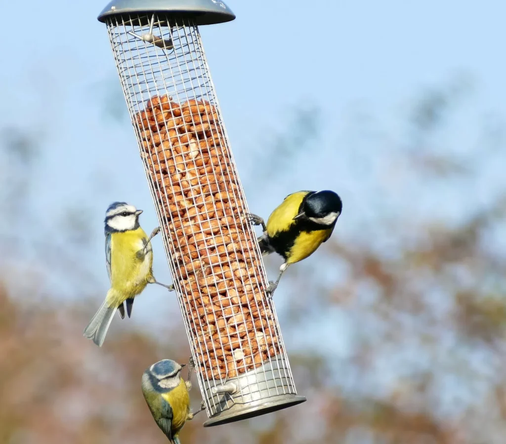 blue tit