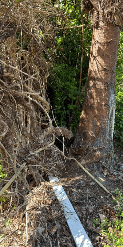 Proof of heavy tree damage