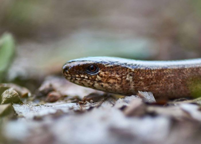 Reptile resting on natural ground cover, indicating suitability for a snake and reptile survey.